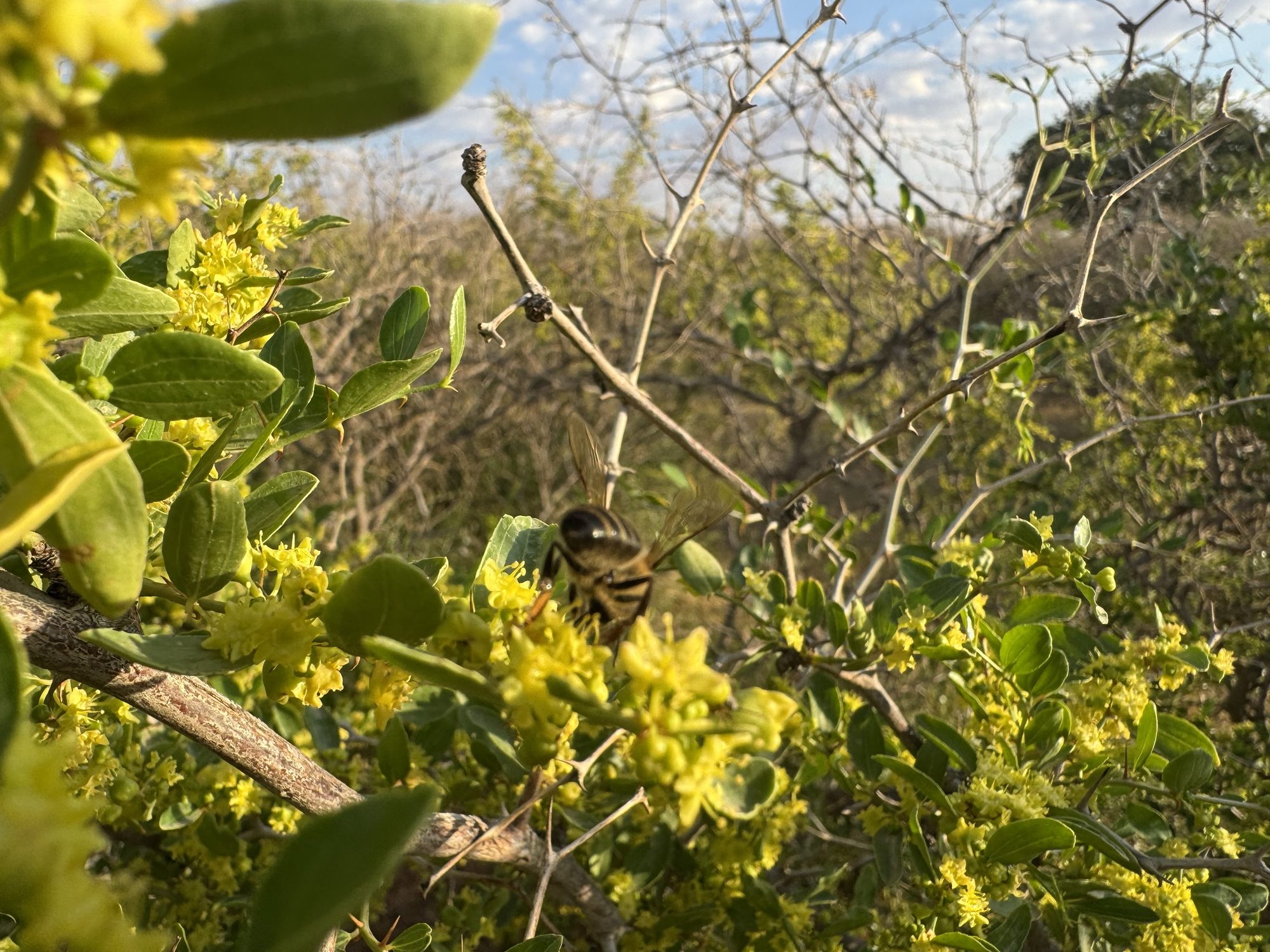 A bee on the sidr flowers