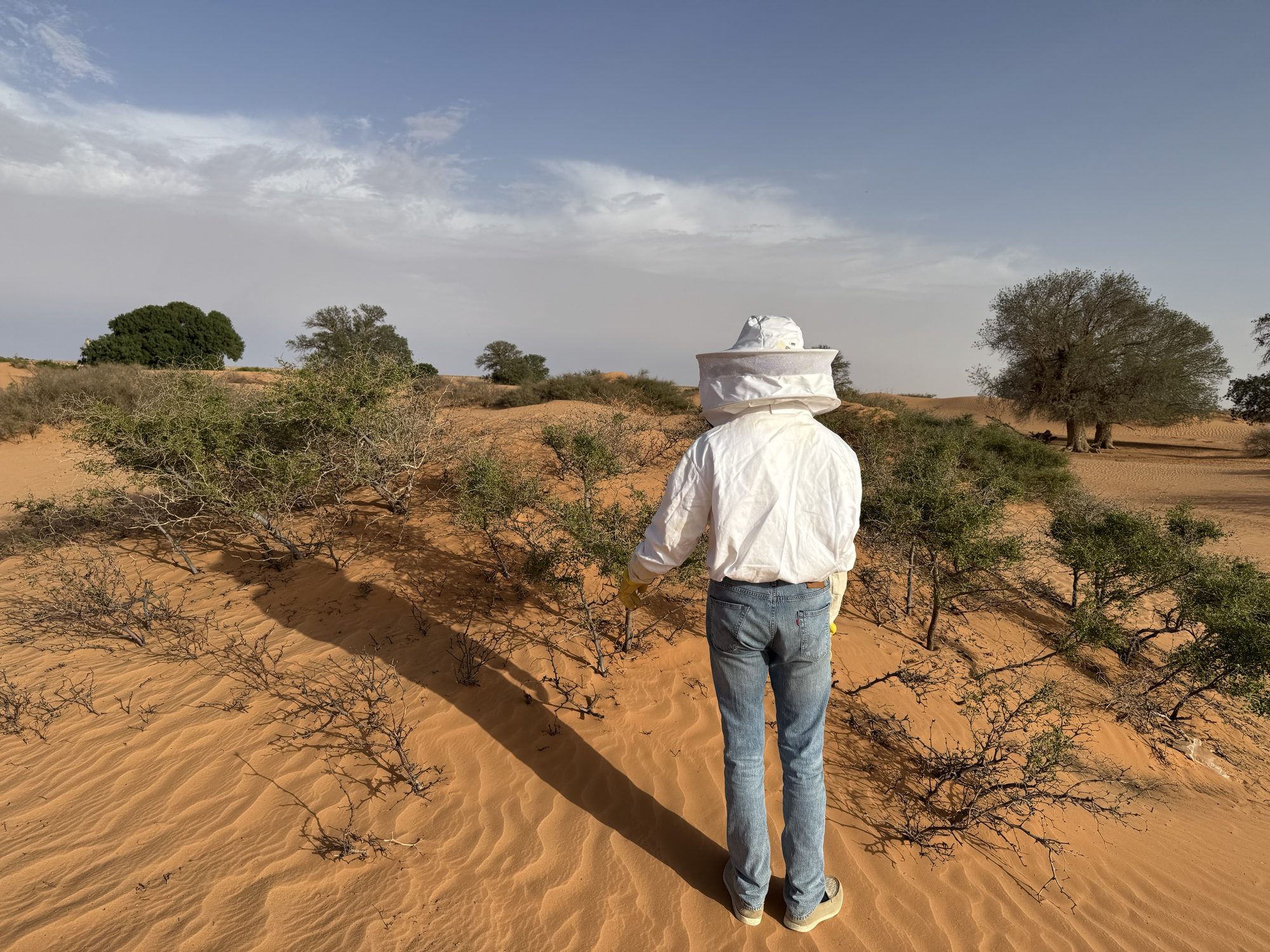 A beekeeper among the sidr on the dune