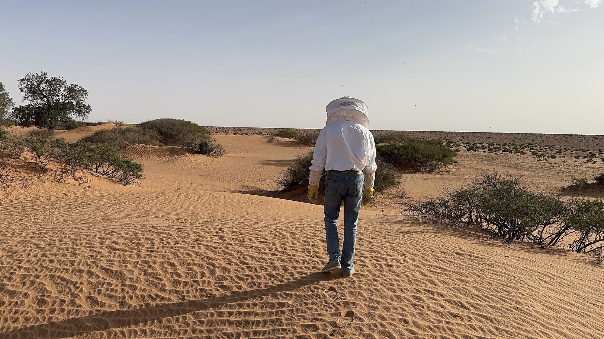 A beekeeper walking among the sidr bushes