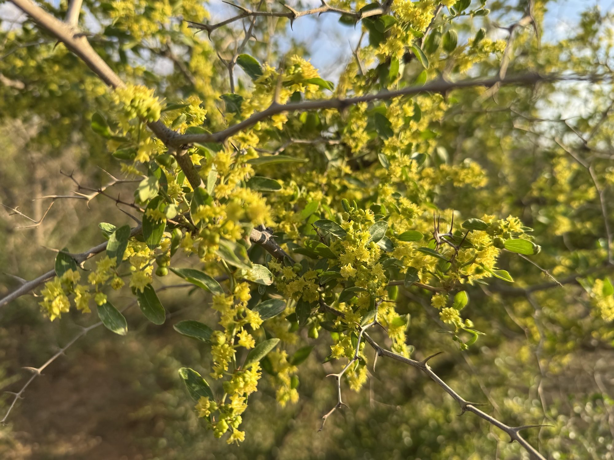 A flowering sidr branch