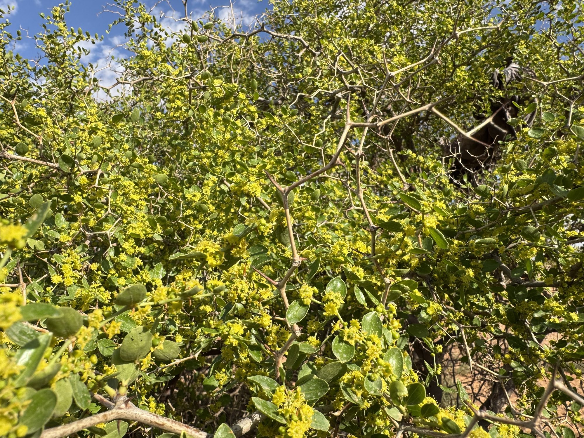 The sidr in full bloom