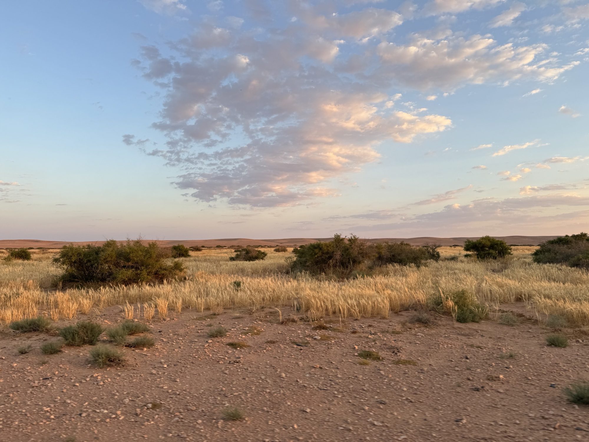 The desert steppe at dusk