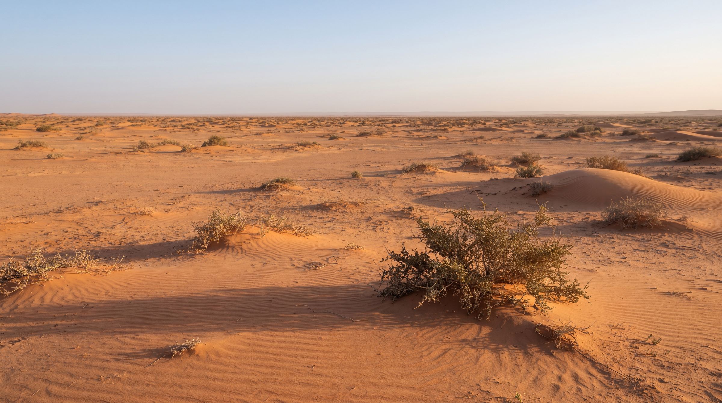 An almost empty expanse, low bushes to the horizon